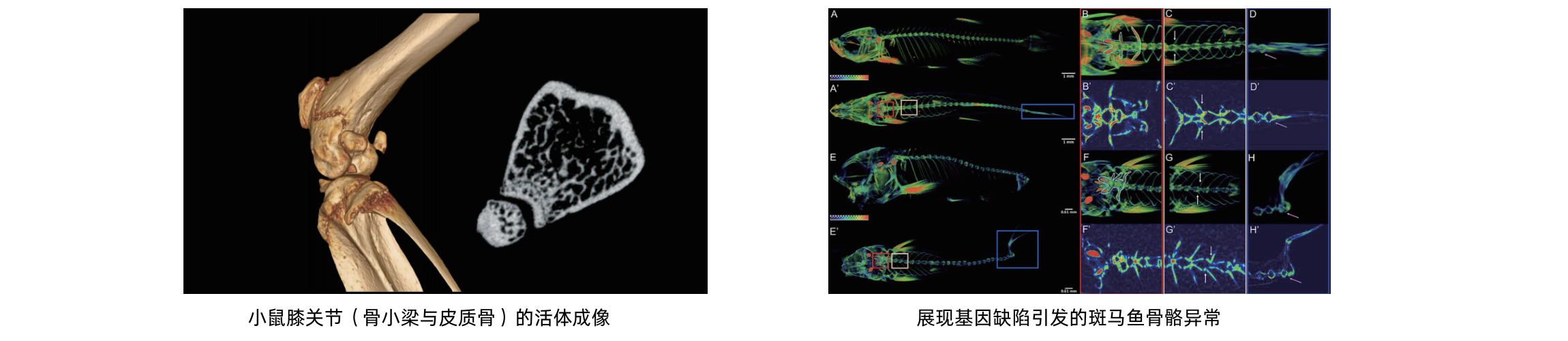 U-CT小动物Micro CT成像系统 - 图2