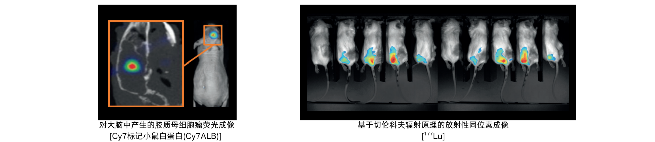 U-OI 小动物活体光学成像系统 - 图2