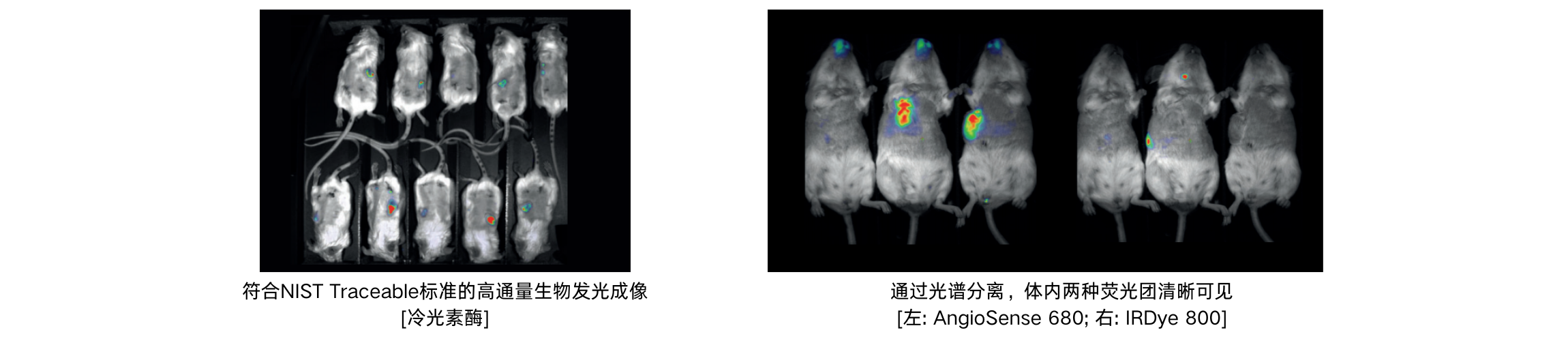U-OI 小动物活体光学成像系统 - 图1